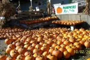 DK Orchards