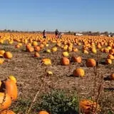 Rock Creek Farm Halloween Festival photo