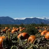 Rock Creek Farm Halloween Festival photo