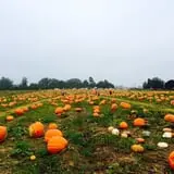 Porter Farms & Nursery photo