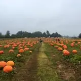 Porter Farms & Nursery photo