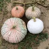 Porter Farms & Nursery photo