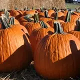 Porter Farms & Nursery photo