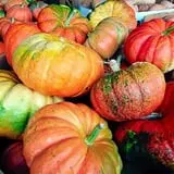 Porter Farms & Nursery photo