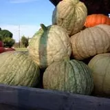 Porter Farms & Nursery photo