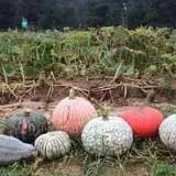 Porter Farms & Nursery photo