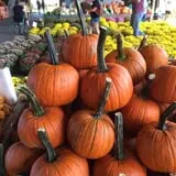 Porter Farms & Nursery photo