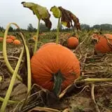 Porter Farms & Nursery photo
