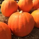 Porter Farms & Nursery photo