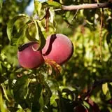 Riley's Farm Fresh photo