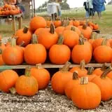 Devine Acres Farm Fall CountryFest photo
