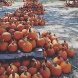 Devine Acres Farm Fall CountryFest photo