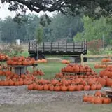 Devine Acres Farm Fall CountryFest photo