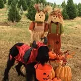 Devine Acres Farm Fall CountryFest photo