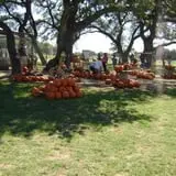 Devine Acres Farm Fall CountryFest photo
