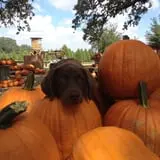 Devine Acres Farm Fall CountryFest photo