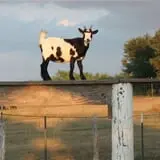 Devine Acres Farm Fall CountryFest photo