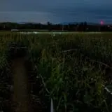 Rulfs Orchard photo