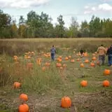 Rulfs Orchard photo