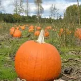 Rulfs Orchard photo