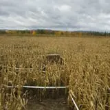 Rulfs Orchard photo