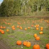 Rulfs Orchard photo