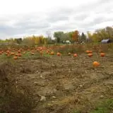 Rulfs Orchard photo