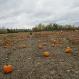 Rulfs Orchard photo