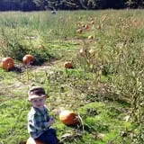 Rulfs Orchard photo