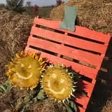 Two Sisters Pumpkin Patch photo
