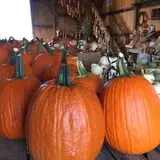 Two Sisters Pumpkin Patch photo