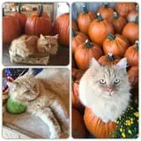 Two Sisters Pumpkin Patch photo
