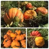 Two Sisters Pumpkin Patch photo
