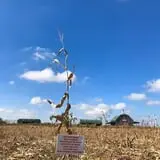 Two Sisters Pumpkin Patch photo