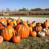 Two Sisters Pumpkin Patch photo