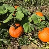 Two Sisters Pumpkin Patch photo