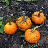 Two Sisters Pumpkin Patch photo