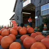 Two Sisters Pumpkin Patch photo