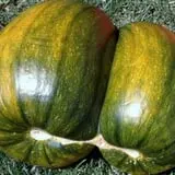 Mulberry Pond Pumpkin Patch photo