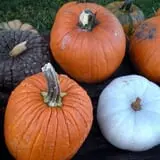 Mulberry Pond Pumpkin Patch photo