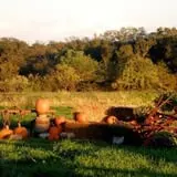 Mulberry Pond Pumpkin Patch photo