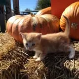 Mulberry Pond Pumpkin Patch photo