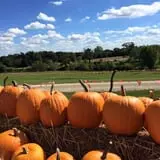 Mulberry Pond Pumpkin Patch photo