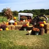 Mulberry Pond Pumpkin Patch photo