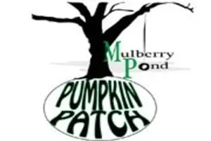 Mulberry Pond Pumpkin Patch