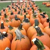Piggott's Farm Market photo