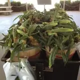 Piggott's Farm Market photo