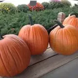 Piggott's Farm Market photo