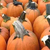 Piggott's Farm Market photo