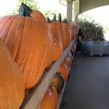 Piggott's Farm Market photo
